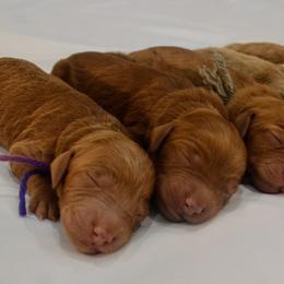 Goldendoodle Puppies from Em & El Doodles