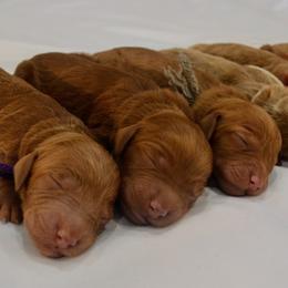 Goldendoodle Puppies from Em & El Doodles
