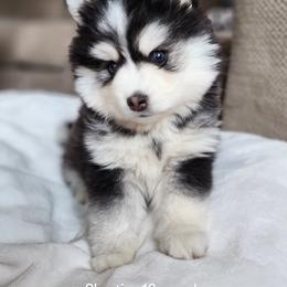 Pomsky Puppies from Bluebird House of Pomsky