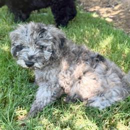 Cosmo - Blue merle male Aussiedoodle puppy in Midlothian, Texas from Gray Doodles