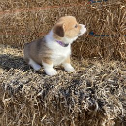 Pembroke Welsh Corgi Puppies from Whistling Wind Corgi’s