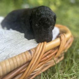 Goldendoodle Puppies from David's Doodles