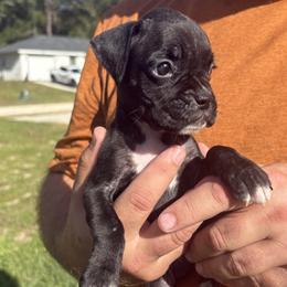 Wenesday - Fawn female Boxer puppy in Ocala, Florida from Bowers Boxers