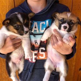 Pembroke Welsh Corgi Puppies from Foxie Moxie Corgis LLC