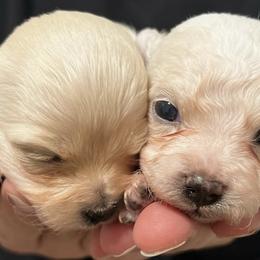 Shihpoos from ToyDogue
