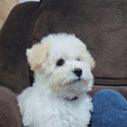 Orange - White and apricot male Bichon Frise puppy in Pickens, South Carolina from Beloved Bichon