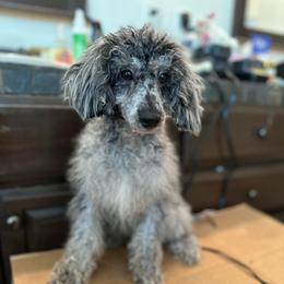 Puppet - Gray male Poodle puppy in California from Central Valley Scotties