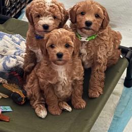 Goldendoodle puppies from Nay Nays Mini Doodles