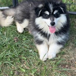 Rocky - Black and white male Pomsky puppy in Lewiston, Minnesota from Family Pomsky