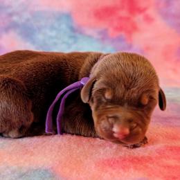 Female 3 - Purple Collar - Red and rust female Doberman Pinscher puppy in Spencer, Indiana from Jackson's Dobermans