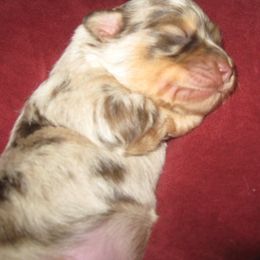 Aussiedoodle and Toy Australian Shepherd Puppies from Booty Shaker Toy Aussies