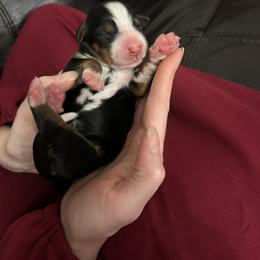 Hearts OFA - Black rust and white female Bernese Mountain Dog puppy in Strasburg, Ohio from Lois Allison