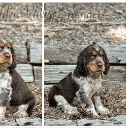 English Springer Spaniel Puppies from Hidden Valley Springers