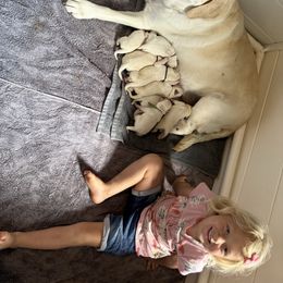 Girl 2 - Yellow female Labrador Retriever puppy in Taylor, Texas from Faithful Labs