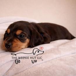 Sir Cocoa - Chocolate and tan male Dachshund puppy in Crandall, Texas from The Weenie Hut LLC