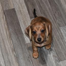 Snap - Dapple female Dachshund puppy in Shippensburg, Pennsylvania from Koser’s Miniature Dachshunds