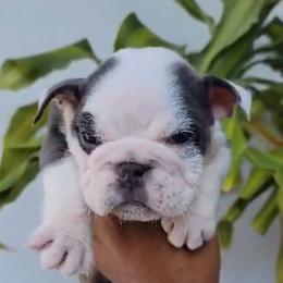 Gracie - Blue tri-color female Bulldog puppy in Cumming, Georgia from Happy Place Kennels