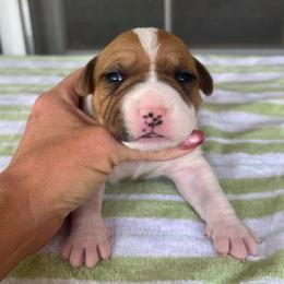 Sullivan - Red female American Staffordshire Terrier puppy in Marietta, Georgia from Ambition Amstaffs