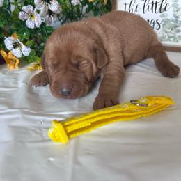 Yellow - Yellow female Labrador Retriever puppy in Newton Grove, North Carolina from Wayalife Labradors & Gsp’s