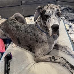 Boy 4 - Merle Great Dane puppy in Lawrenceburg, Indiana from Jordan Giants