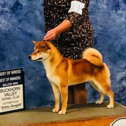 Samoyeds and Shiba Inu from Wintermist Samoyeds and Shiba Inus