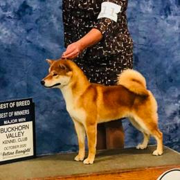 Samoyeds and Shiba Inu from Wintermist Samoyeds and Shiba Inus