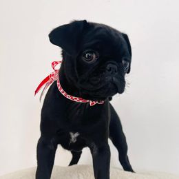 Pugs from Pugs of Texas