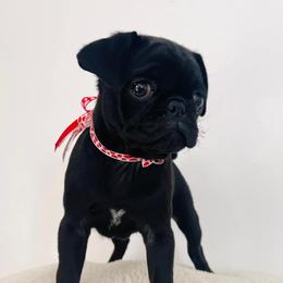Pugs from Pugs of Texas