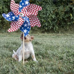 Border Collie Puppies from Cullins Collies
