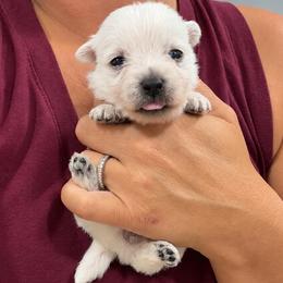 Girl 2 - White female West Highland White Terrier puppy in Mcneal, Arizona from Olympian Westie’s!