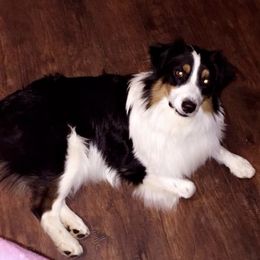 Australian Shepherds from Bridger Butte Aussies