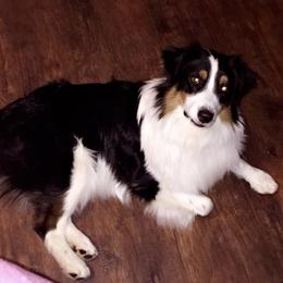 Australian Shepherds from Bridger Butte Aussies