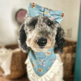 Finleigh - Goldendoodle