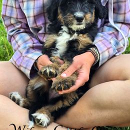 Amelia - Black tri-color female Aussiedoodle puppy in Lancaster, Minnesota from Wilson Cattle Co.