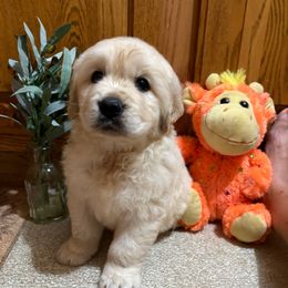 Buster - Light golden male Golden Retriever puppy in Grant County, Indiana from On The Sunny Side Pavey Farms