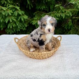 Violet - Merle female Bernedoodle puppy in Bremen, Indiana from Farmland Doodles