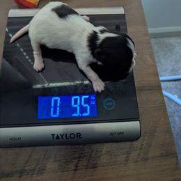 Nikki boy pup 1 - White and black male Papillon puppy in Joshua, Texas from Summertime Kennels