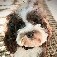 Waldo - Australian Cobberdog