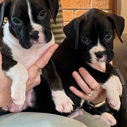 Boxer Puppies from Winchester Boxers