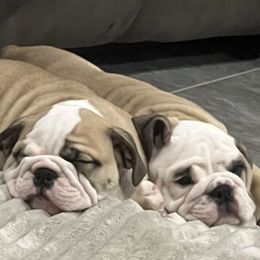 Bulldogs from Pearl's Bulldogs