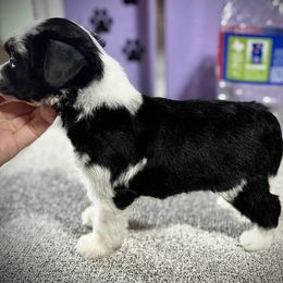 Pixie- Puff Girl - Black and white female Chinese Crested puppy in Tomball, Texas from Gracieux Chinese Cresteds