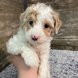 Daisy - Apricot female Poodle puppy in Osseo, Michigan from Paws in the Country