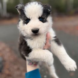 2 - Black and white male Siberian Husky puppy in Solon Springs, Wisconsin from Snowfall Siberians