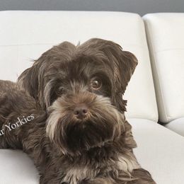 Zoe - Yorkshire Terrier