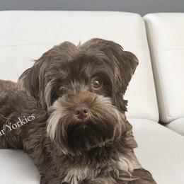 Zoe - Yorkshire Terrier