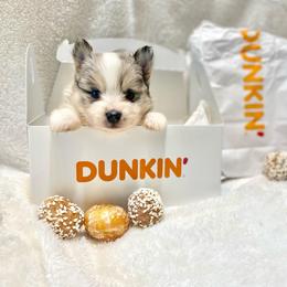 Galette - Merle female Pomsky puppy in Sanbornton, New Hampshire from Kristie’s Husky Haven
