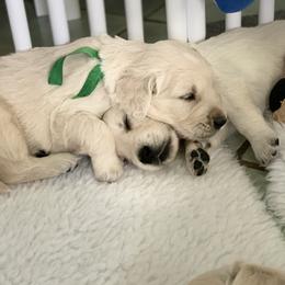 Golden Retriever Puppies from MC Goldens