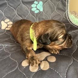 Brownie - Chocolate female Cavapoo puppy in St. Louis, Missouri from Sweet Snuggles Cavapoos