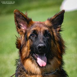 Sasha - German Shepherd