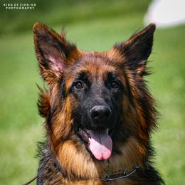 Sasha - German Shepherd